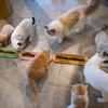 Pack of 3 Convenient Multiple Cats Feeding Stations Durably Easy to Wash Cats Feeding Dish for Multiple Cats Owner