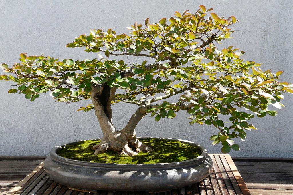 SAFLAX Garden in the Bag - Бонсай - Мирт настоящий - 30 семян - С субстратом в подходящем пакете - Myrtus communis