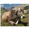 DIY алмазная живопись Хайлендские коровы Алмазная вышивка Алмазные картины полные круглые стразы