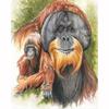 Полный 5D Diy Алмазная картина Мультфильм животных Орангутанг Вышивка Крестом Домашний декор Ручная работа