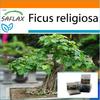 Garden In the Bag - Bonsai - Peepul Tree / Sacred Fig - 100 Seeds - With Substrate In a Fitting Stand Up Bag - Ficus Religiosa