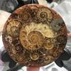 Natural 1pc Ammonite Fossil Quartz Crystal Disk Shell Plate Conch Stand Reiki