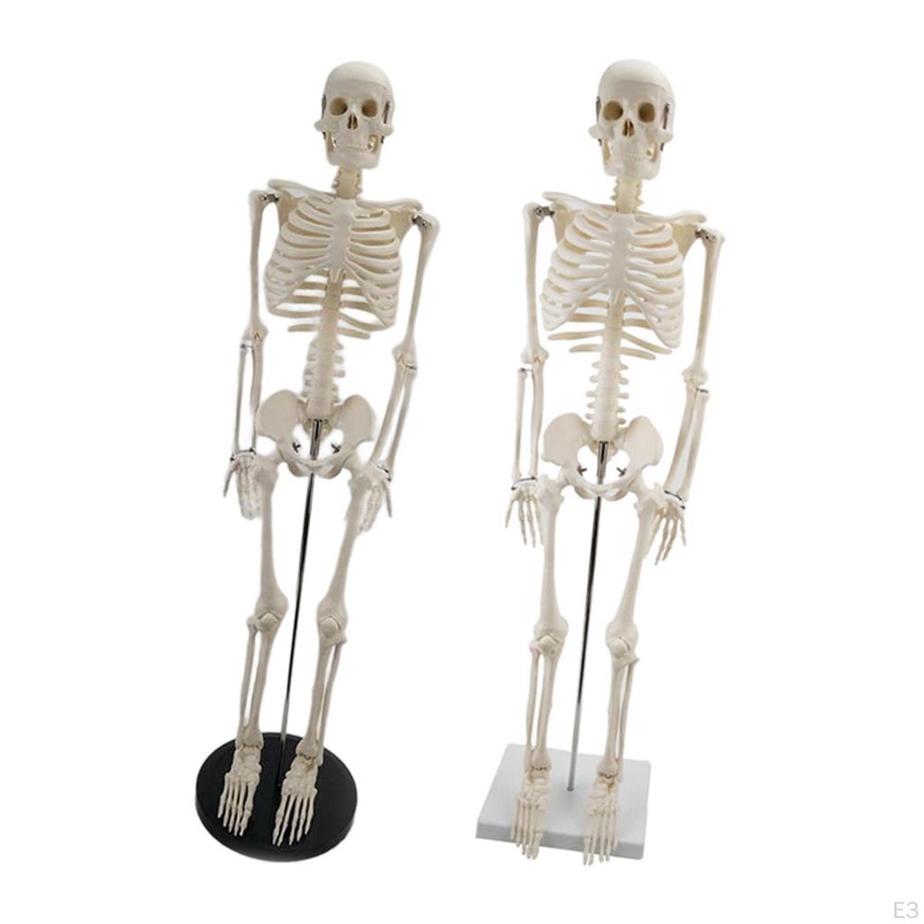 Модель, с подставкой, Модель позвоночника человека, Классная комната