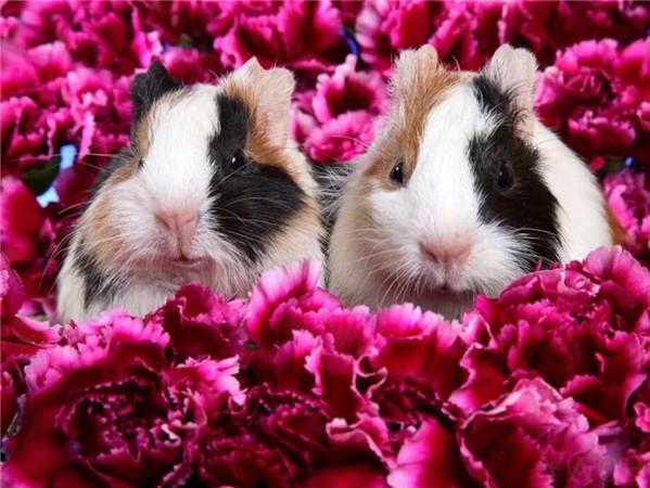 5d Алмазная картина Новые поступления Морская свинка Вышивка крестиком Домашняя крыса Мозаика Мышь Домашний декор