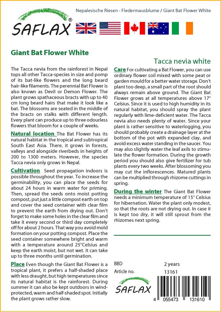 SAFLAX Giant Bat Flower White - 10 семян - Tacca nevia white.
