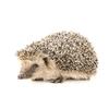 V1759#Cute Hedgehog Sticker On The Car Vinyl Decal Waterproof Decoration Car Stickers