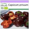 Organic - Sweet Pepper - Sweet Chocolate - 10 Seeds - Capsicum Annuum