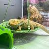 Reptile Hammock Hand Woven Strong Load-bearing Gecko Lizard Swing Toy Round Bearded Dragon