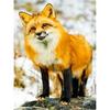 Новый 5D DIY алмазная живопись красная лиса Алмазная вышивка животные вышивка крестиком полная круглая дрель домашний декор ручной художественный подарок