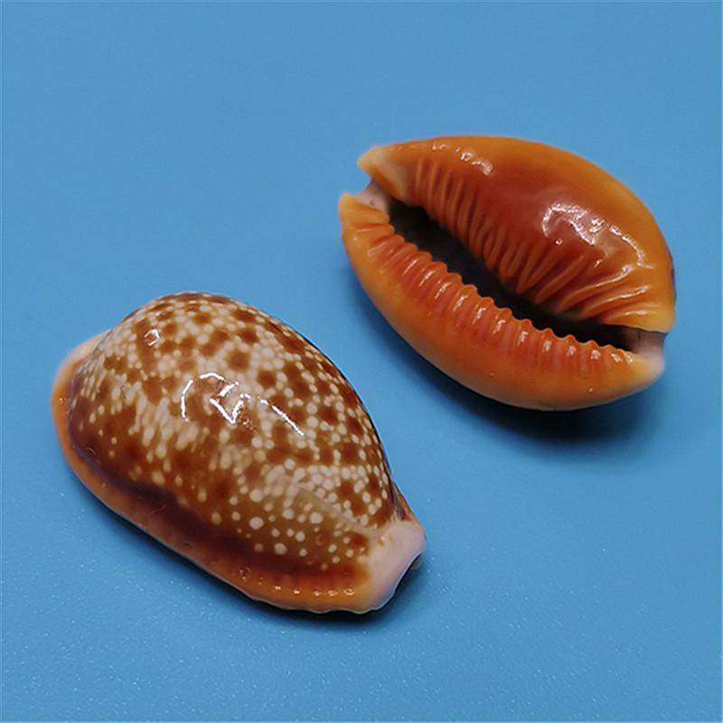 Редкий натуральный экземпляр раковины каури для аквариума или средиземноморского домашнего декора