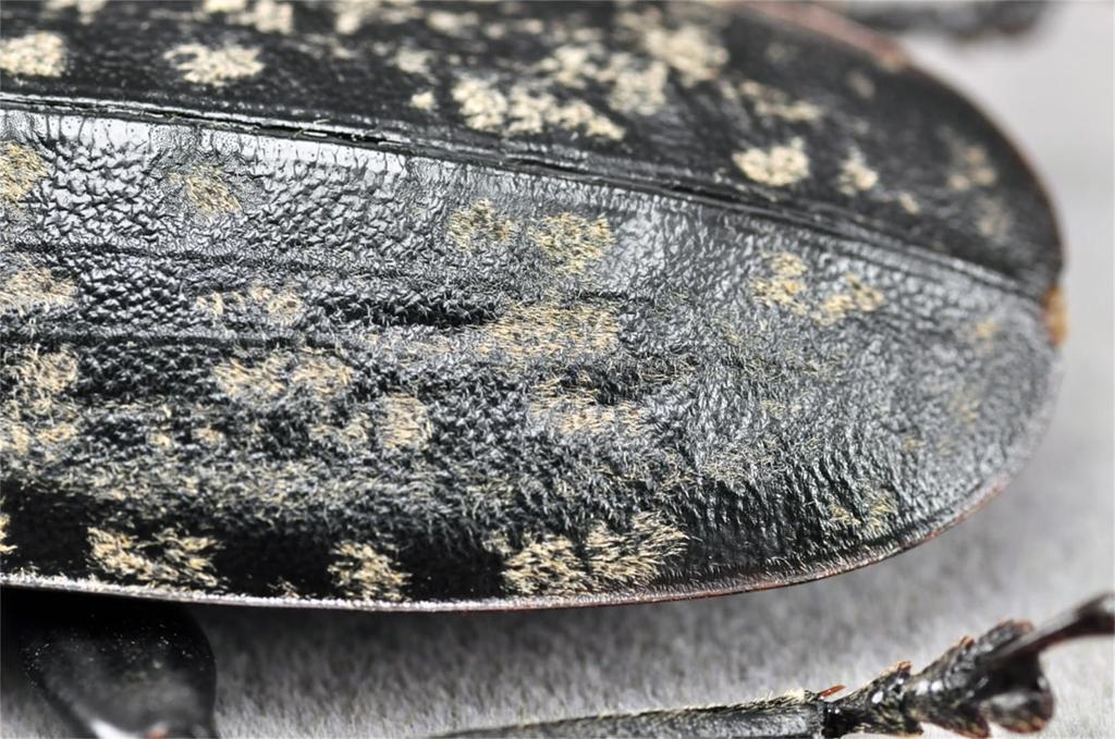 BACALYSO Nirvana size Жук-усач длинноусый магнитный иллюстрированный безопасный для пластиковых поверхностей орнамент с отделкой 1/1 фигурка, жук, крепится на холодильник