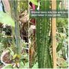 Plastic Coating Steel Wire Core Wrapping 25M/50M Green Round Tying Wire for Gardening, Twig Trapping Wire