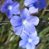 Flax Durable Flower Seeds for the Garden Large Yields