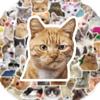 50 шт. Cat MEME забавные наклейки с животными, винтажные игрушки, сделай сам, детский ноутбук, багаж, мотоцикл, ноутбук, наклейки на холодильник, граффити