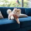 Soft Fabric Cat T-Shirts Breathable Summer Dog Clothes Fashion Dog Shirt  Outdoor Activities