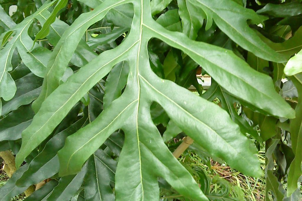 SAFLAX Дерево Firewheel Tree - 20 семян - С горшечным субстратом для лучшего выращивания - Stenocarpus sinuatus