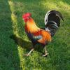 Колышек Петух Курица Скульптура Двор Сад Животное Статуэтка Фигурка Колышки Украшения Акриловый Задний Двор Газон Знак Орнамент