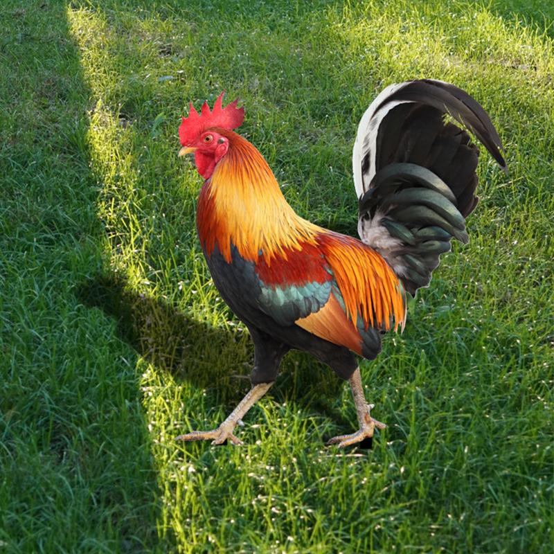 Колышек Петух Курица Скульптура Двор Сад Животное Статуэтка Фигурка Колышки Украшения Акриловый Задний Двор Газон Знак Орнамент