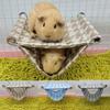 Breathable Double Layer Hamster Hammock Summer Hamster Swing Toys Guinea Pig