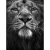 Duma Ancell The King Canvas Print