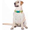 Cute Dog Collar Adjustable and Lightweight for Girl Female Boy Dogs,Soft and Fancy Summer Dog Collar with Lemon Special Design Pet Collar for Small