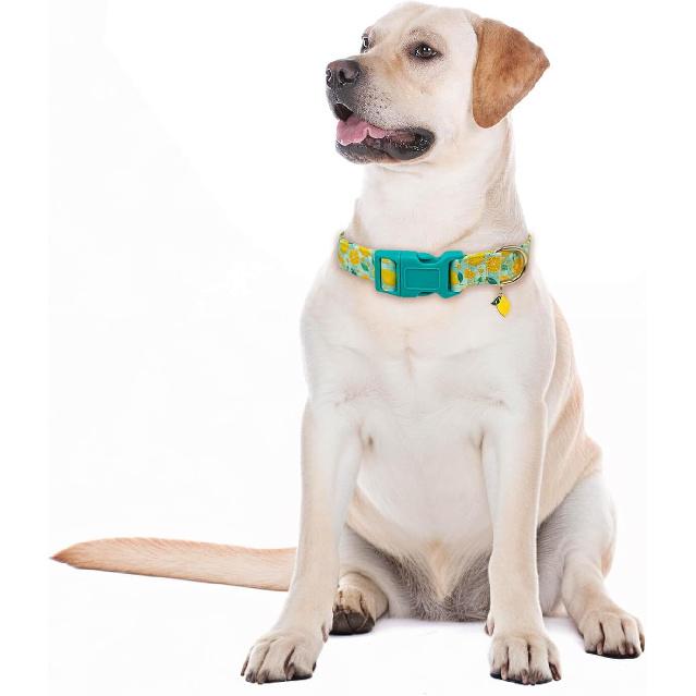 Cute Dog Collar Adjustable and Lightweight for Girl Female Boy Dogs,Soft and Fancy Summer Dog Collar with Lemon Special Design Pet Collar for Small