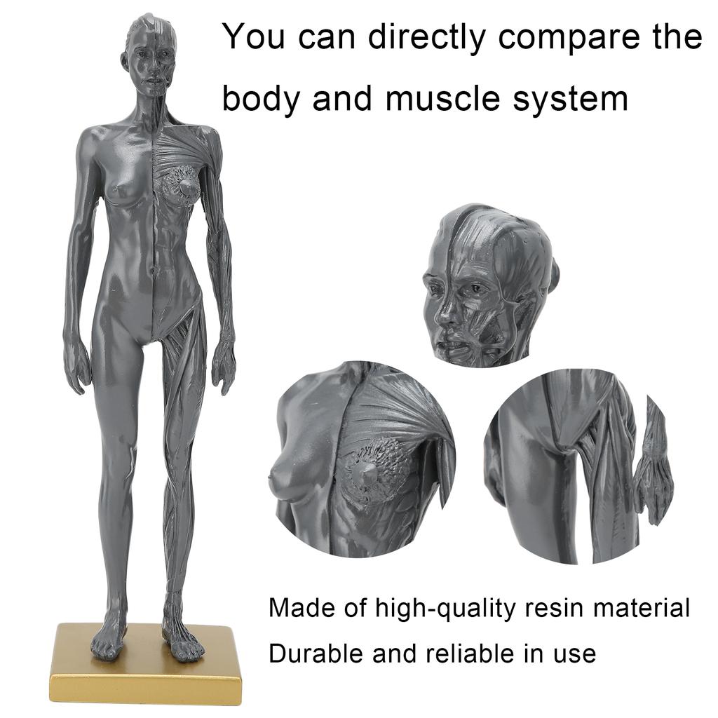 30 см человеческая анатомическая модель женской скелетно-мышечной структуры скульптура для обучения
