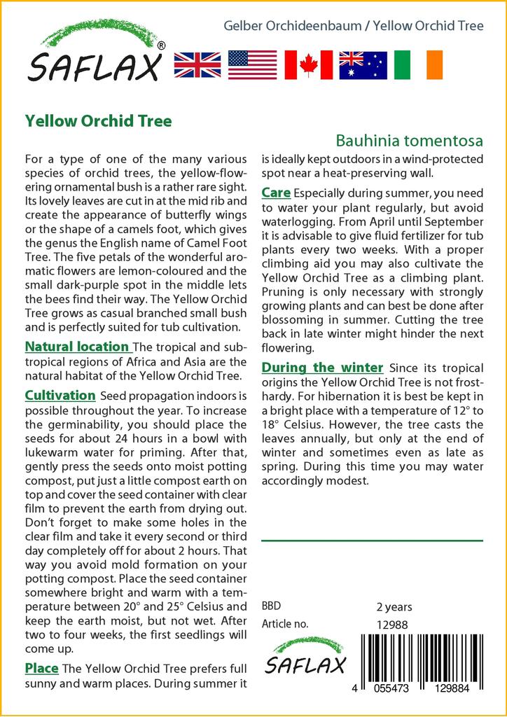 SAFLAX Желтая орхидея - 30 семян - Bauhinia tomentosa