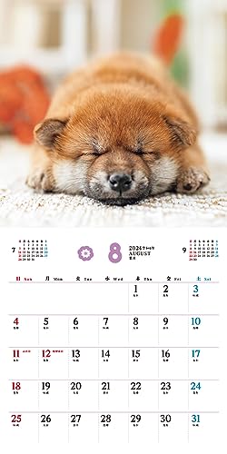 [С эксклюзивными преимуществами для покупателей] Fukufuku Shibainu (Календарь Impress 2024)