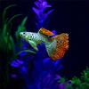 Silicone Artificial Fish Aquatic Landscape Night Luminous Fish Glow In Dark Underwater Fish Tank Decor Aquarium Accessories