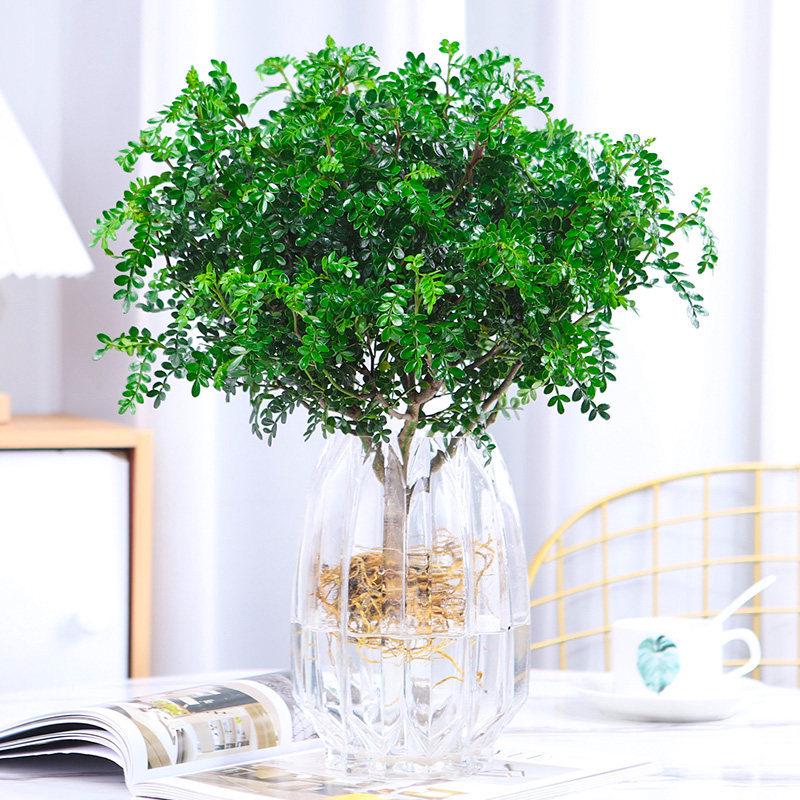 Hydroponic Fragrant Wood Plant: Indoor Insect & Mosquito Repellent, Evergreen, Year-Round Water-Cultured Green Plant for Desktops.