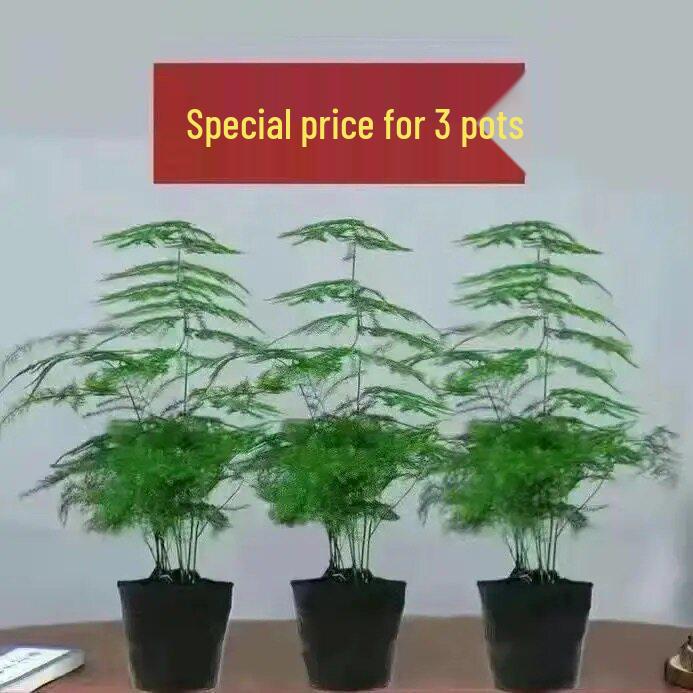 Pre-owned Fengwen Bamboo Indoor Potted Plant – Year-round Green Bonsai for Easy Care in Living Rooms or Offices.