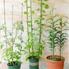 45cm/60cm Climbing Vine Rack Plant Potted Support Frame Plastic Coated Steel Flower Vegetables Decorative Trellis Bracket 1Pc