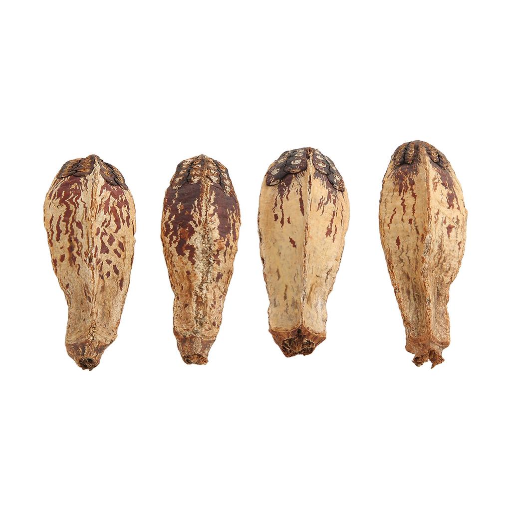 5 Bag Parrot Chew Nuts Relieve Boredom Sharpen Mouth Natural Home Decorative Dried Nut