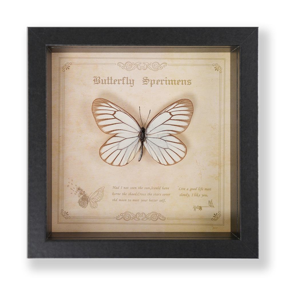 Декоративная картина с образцом бабочки Зеленый Парусник - Настоящее насекомое для демонстрации