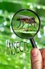 Книга Insects : Insects Brought To Life for Small Children.