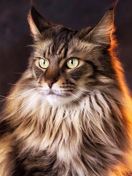 Алмазная картина Кот 5D DIY Алмазная вышивка Распродажа Вышивка крестиком Животные Стразы Мозаика Комплект украшения дома