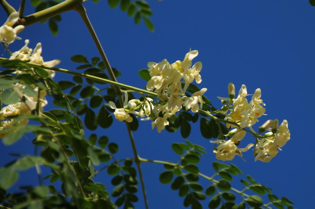 SAFLAX Хрен - 10 семян - Moringa oleifera