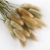 Source Yunnan Dried Flower Bouquet Combination, Real Flower Pampas Grass Home Decoration Reed Rabbit Tail Grass Dried Flowers