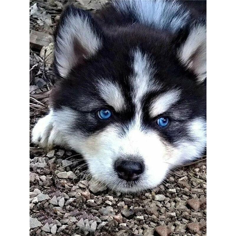 New 5D DIY Diamond Painting Husky Diamond Embroidery Animal Cross Stitch Full Square Round Drill Crafts Home Decor Manual Gift