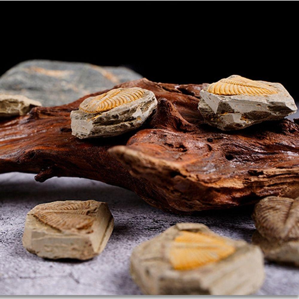 Three-leaf Worm Original Stone Marine Life Stones Crafts Natural Trilobite Tail Raw Specimen