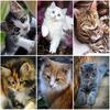 5D DIY полная круглая дрель алмазная живопись животное Алмазная вышивка кошка картина горный хрусталь мозаика комплект украшение дома подарок