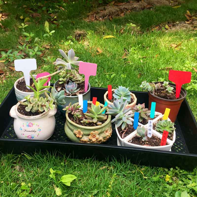 Этикетка с деревом, сочная этикетка, цветочная этикетка, растение, садовое растение, аксессуар, этикетка с растением