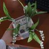 Clear Water Culture Planter Planter Containers Corm Plant Growing Pots  Balcony Planting