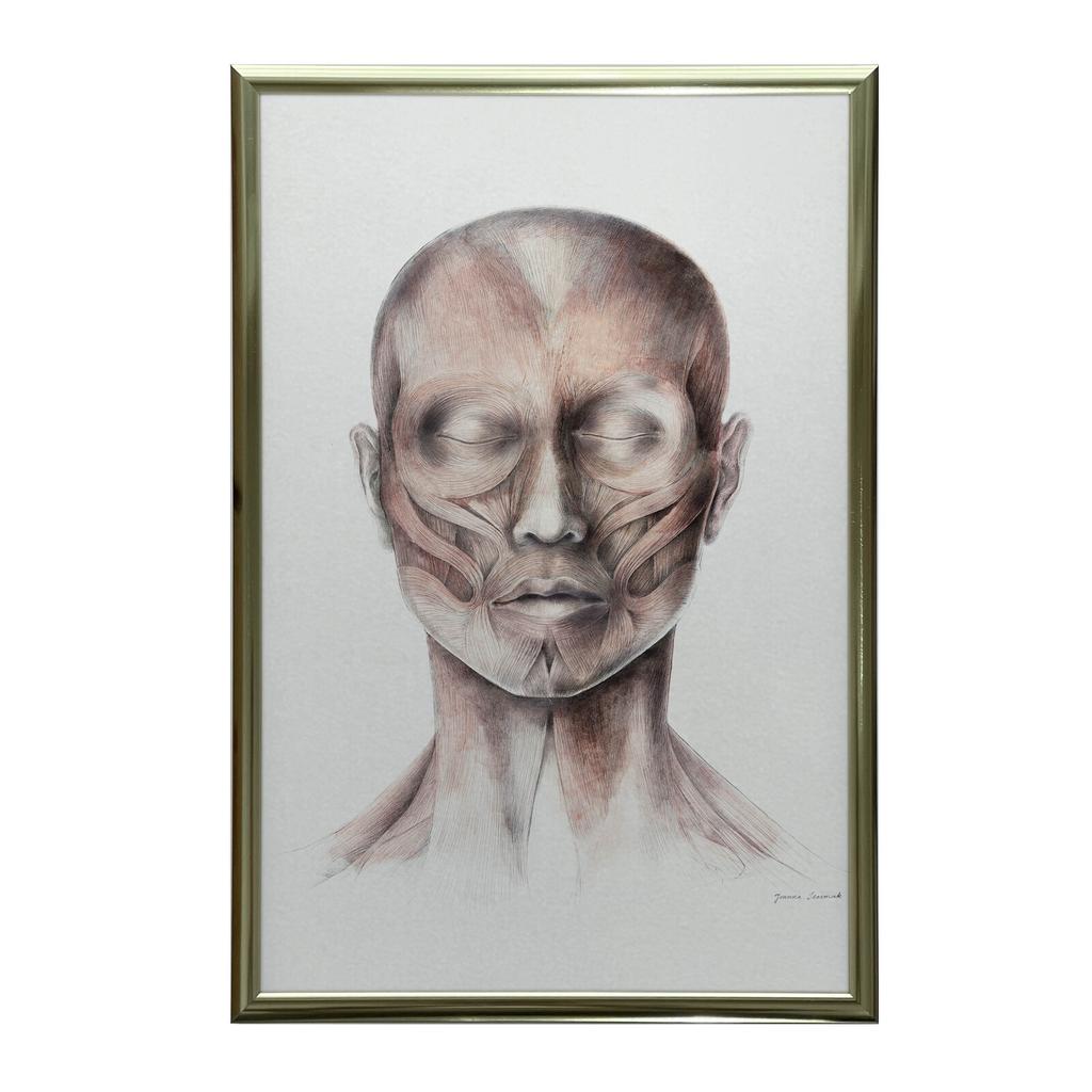 Mięśnie Mimiczne Twarzy - Widok Od Przodu (Norma Frontalis) - Plakat Anatomiczny Mięśnie Mimiczne Twarzy - Widok Od Przodu (Norma Frontalis) - Plakat