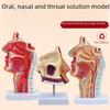 Анатомическая модель носовой, ротовой и глоточной полостей с срединным разрезом глотки, модель ЛОР-органов
