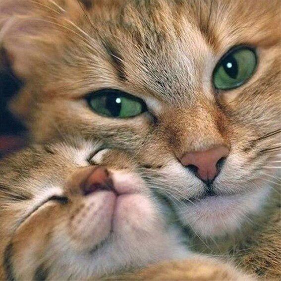 5D Алмазная картина Мультфильм Сова Прибытие Полный круглый Алмазная вышивка Продажа Мозаика Кот