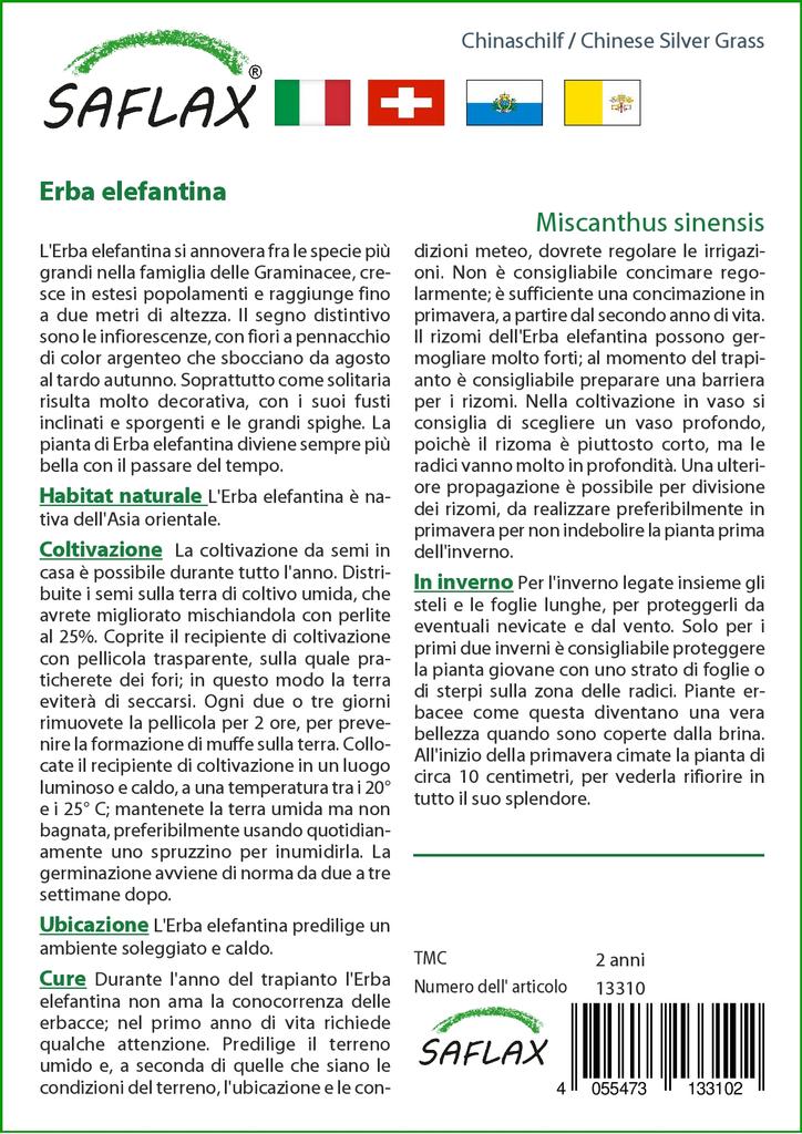 SAFLAX Китайская серебристая трава - 200 семян - Miscanthus sinensis