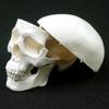 Convenient Skull Model Skull Cap Anatomical Head Skull Fine Arts Human Head Model  Doctors Student