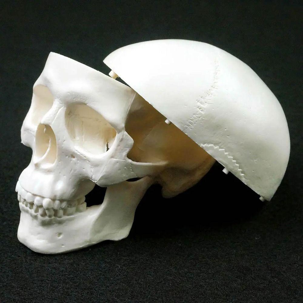 Convenient Skull Model Skull Cap Anatomical Head Skull Fine Arts Human Head Model  Doctors Student